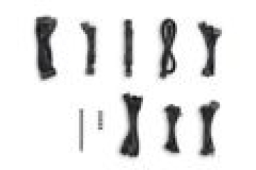 Preview: be quiet! Netzteil PURE POWER 13 M 1200W Modular    80+ Gold